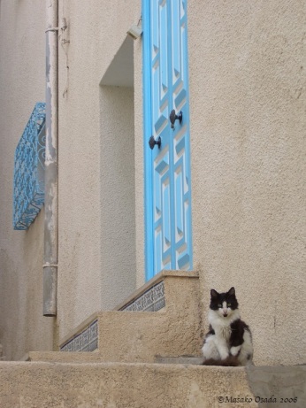 Cat, Sousse, Tunisia, 2006