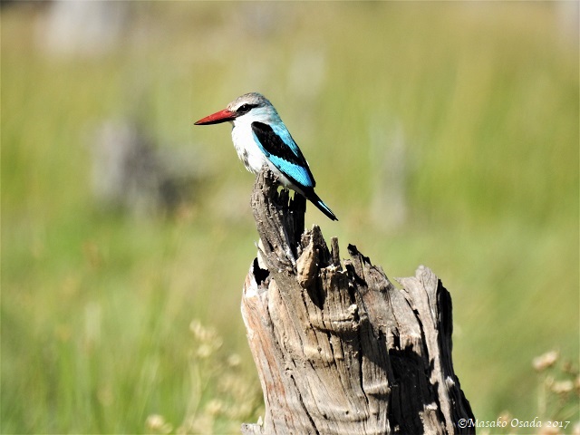 Woodland kingfisher, Khwai, Botswana, April 2017