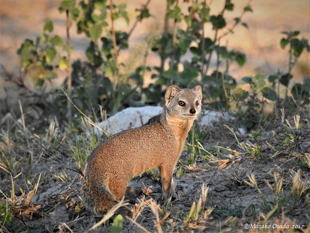 Yellow mongoose, Savuti, Botswana, April 2017