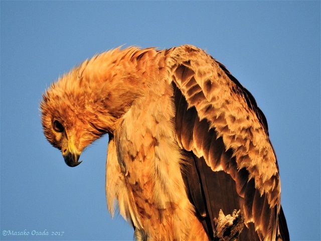 Tawny eagle, Savuti, Botswana, May 2017