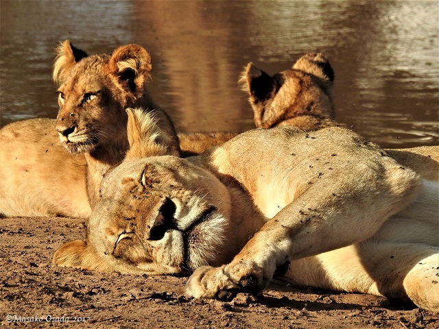 Lions relaxing after a feast on elephant, Chobe, Botswana, May 2017