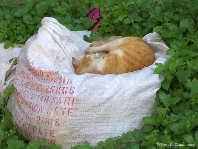 Cat on a sack, Athens 2009