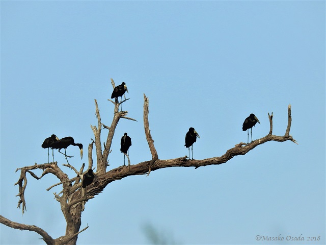 Openbills on tree, Savuti, Botswana, May 2018