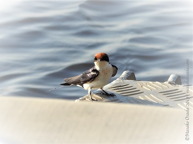 Lesser striped swallow, Chobe, Botswana, August 2019