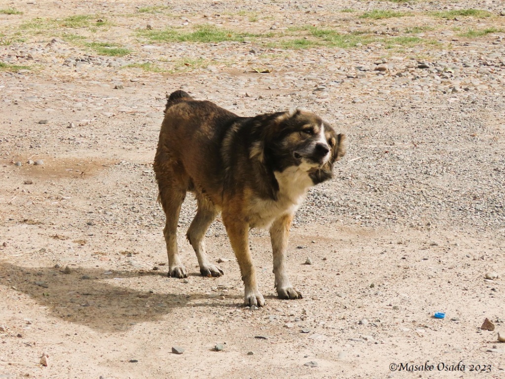 Dog at the border, Tajikistan