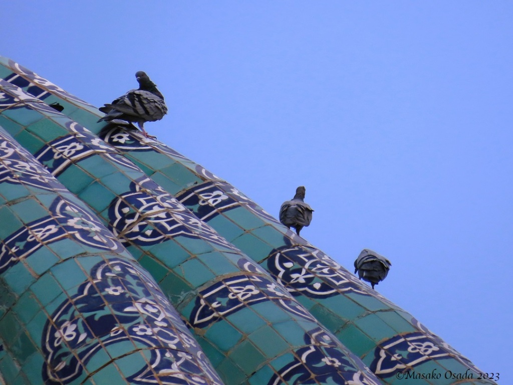 Pigeons on the roof. Samarkand, Uzbekistan