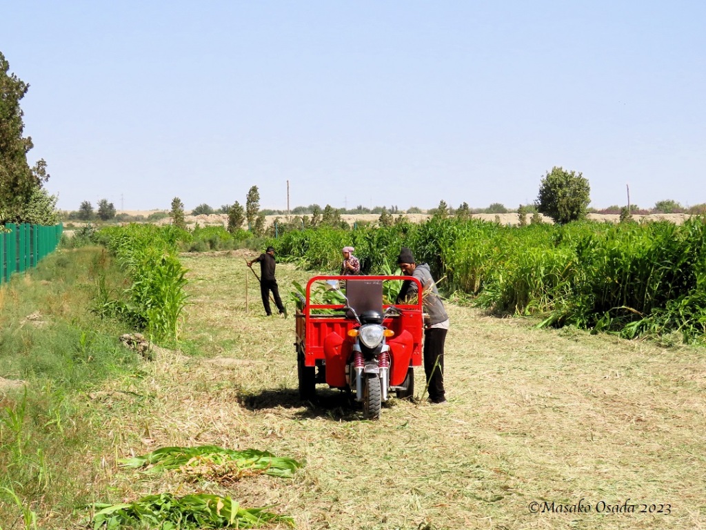 Harvesting. Paykent, Uzbekistan