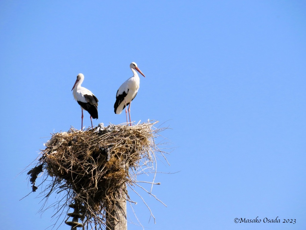 White storks. On the way to Margilan, Uzbekistan